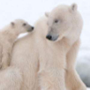 Meet your Posher, London